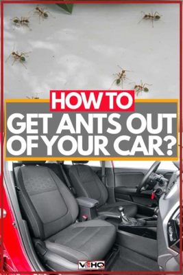 How Do You Get Ants Out of Your Car, and Why Do They Love Your Cup Holders So Much?