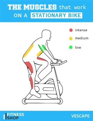 What Muscles Does the Stationary Bike Work: And Why Do My Legs Feel Like They’re Hosting a Marathon?